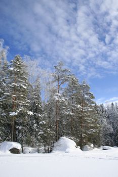 Bright winter day with snowy forest and blue sky on background