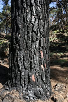 Coal black pine tree trunk after burning in forest fire