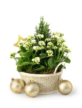 Christmas flower decoration setup in green, gold and white