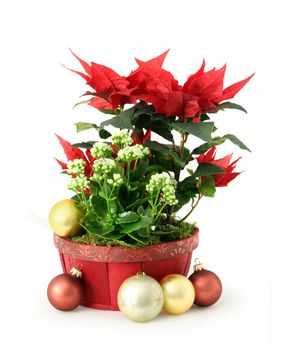 Red white Christmas flower decoration arrangement in pot