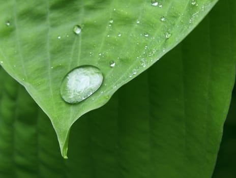 Clear water drop on tip of green plant leaf