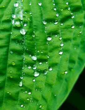 Small clear drops of water on green plant leaf