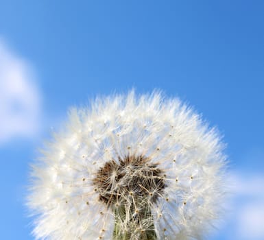 Close-up dandelion fluffy seeds against light blue sky background