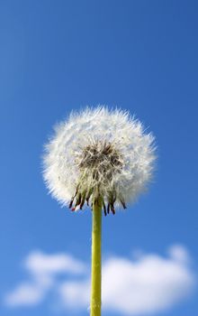 Fluffy dandelion seeds against blue sky white clouds background
