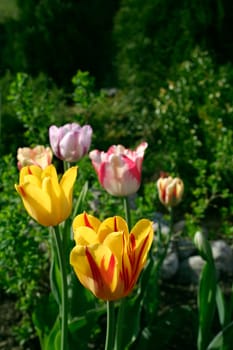 Multi colored tulips blossoming in green garden