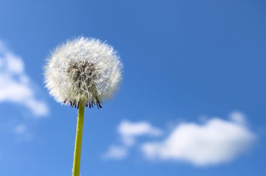 Fluffy dandelion seeds against blue sky white clouds background