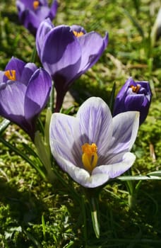 Beautiful white and lilac crocus flowers growing