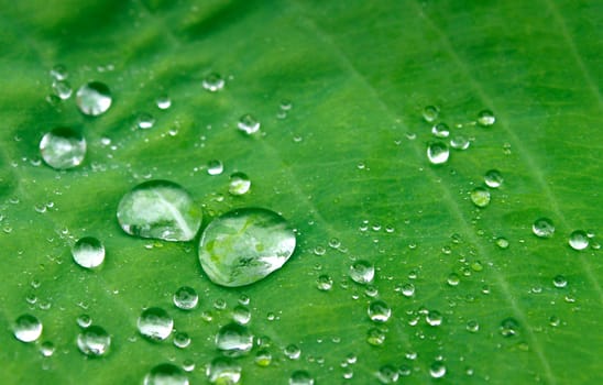 Clear drops of water on green plant leaf