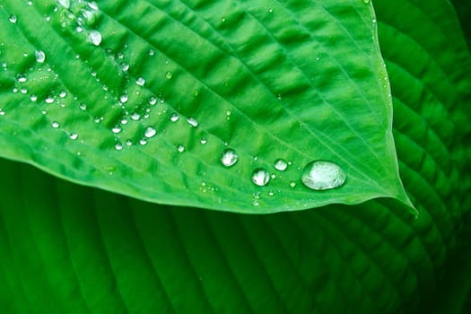 Small clear drops of water or dew on green plant leaf, copyspace