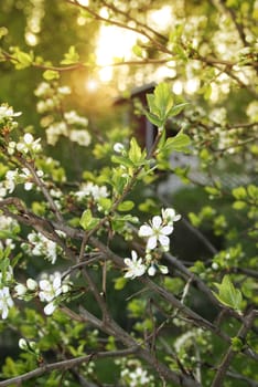 Plum tree blossoms white flowers in garden evening