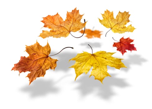 Colorful autumn maple leaves flying and falling on white background