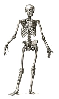 Old engraving illustration of human skeleton front view lots of details