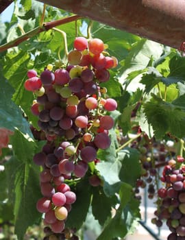 Fresh bunch of purple grapes in a green vine