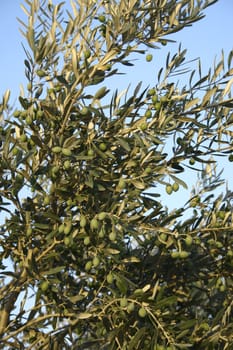 Green olives growing in an olive tree