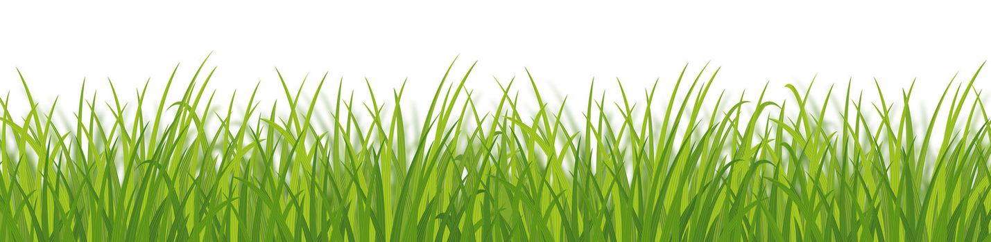 Dense green grass mat growing on white background