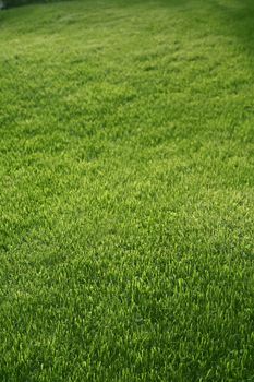 Green grass mat lawn, shallow DOF