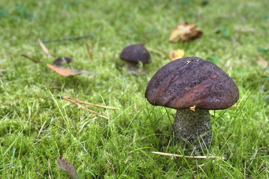 Mushrooms growing on green autumn grass and moss background