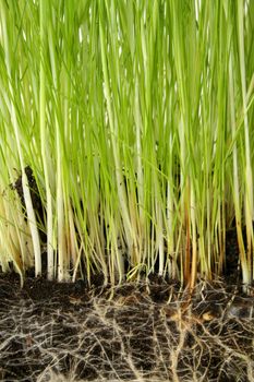 Green growing grass with underground roots showing