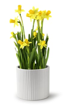 Yellow narcissus bunch with fresh green leaves in white ceramic pot