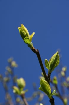 Green buds on a thin branch of a tree against blue spring sky