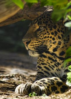 Sharp looking leopard hiding in jungle shadows