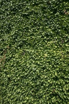 Green leaves growing forming textural mural 