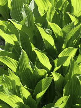 Sunlight comes through green plant leaves