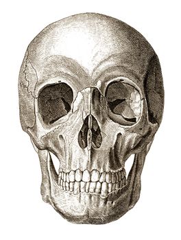 Old engraving illustration of human skull front view