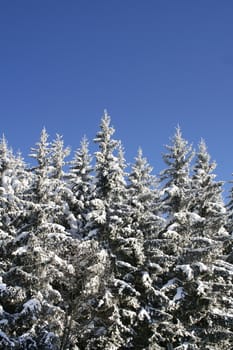 Snowy forest and clear blue sky on bright winter day