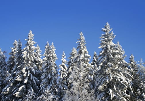 Snowy forest and clear blue sky on bright winter day