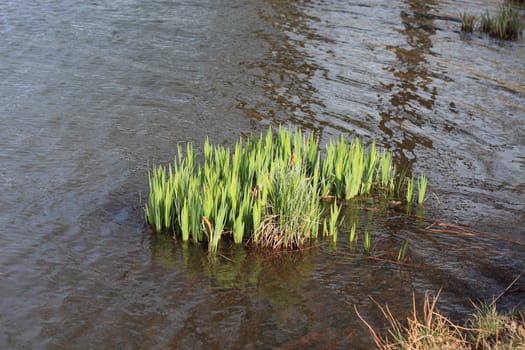 Yellow flag iris (Iris pseudacorus) sprouting in the shallow water of a lake in early spring