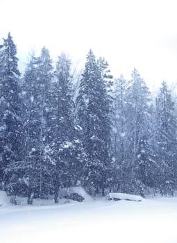 Snow falling heavily with winter forest landscape on background