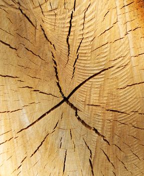 Close-up of cut tree stump showing annual growth rings