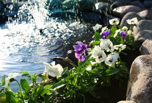 Violet flowers flourishing near garden fountain