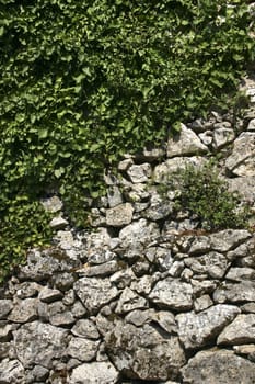 Old stone wall and climbing plant