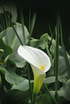 Pure white calla flower in garden among leaves