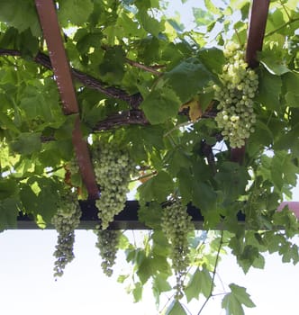 Wine grapes growing in lattice