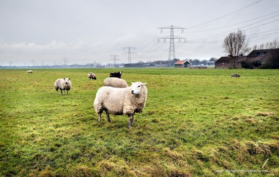 light sheeps on pasture of Dutch farm