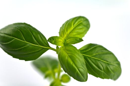 A fresh sprig of green Basil