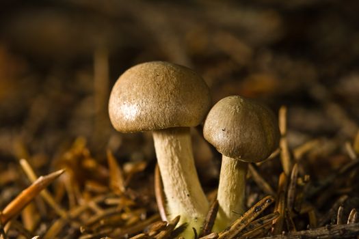 Forest mushroom, macro