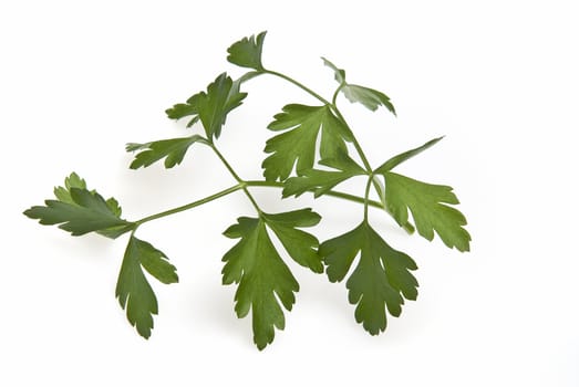 Fresh parsley isolated over a white background.
