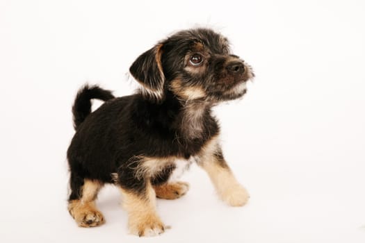 Puppy isolated on white