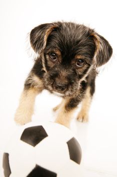 Puppy isolated on white