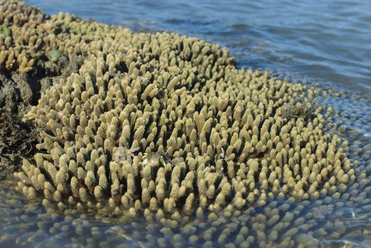 Acropora, fingers of hard coral at low tide, Queensland, Australia
