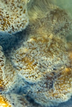 A leather or 'toadstool' coral, Sarcophyton sp with polyps extended in the current