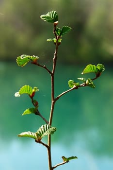 a sprout at spring time outside at a lake