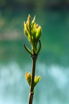 a sprout at spring time outside at a lake