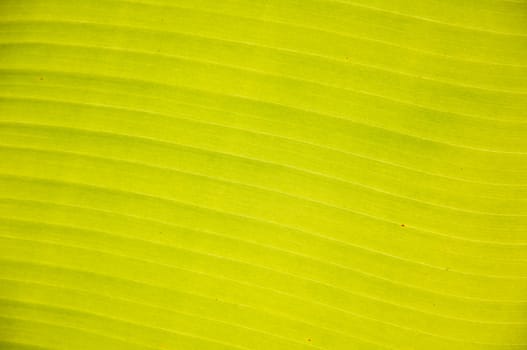 green banana leaf texture background