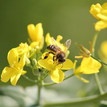 A bee aproaching an yellow flower in spring