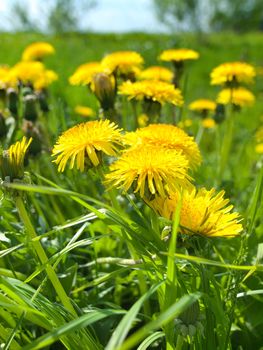 Summer meadow with dandelions